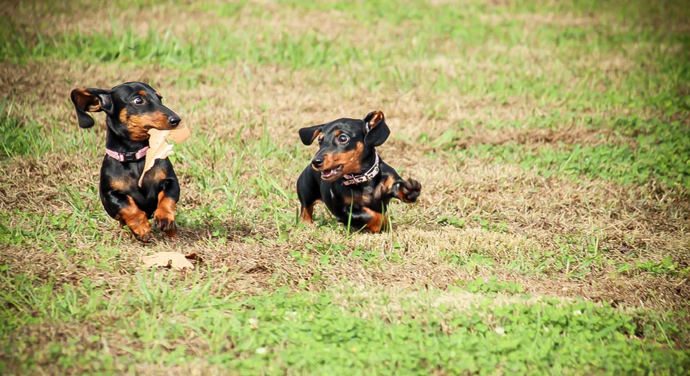 Deux teckels qui jouent dans l'herbe - supercroquettes